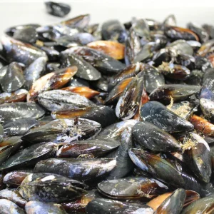 Mussels