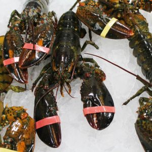 How to cook live lobsters